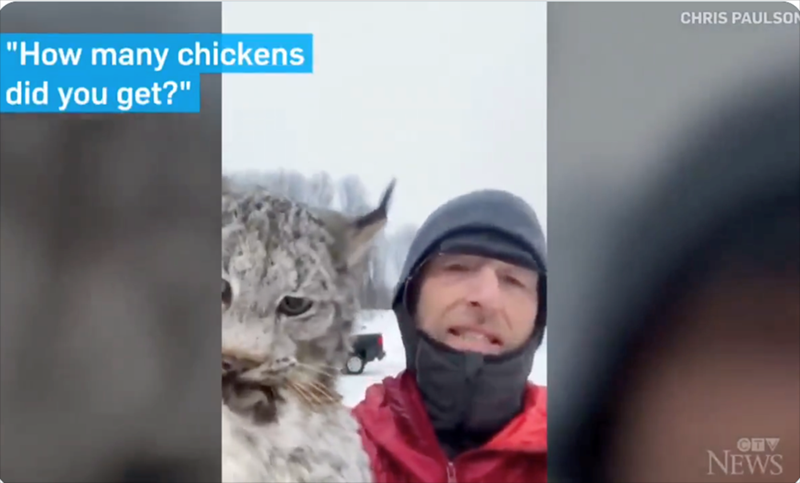 "How many chickens did you get?" CHRIS PAULSON CTV NEWS