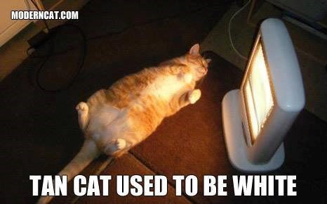 MODERNCAT.COM TAN CAT USED TO BE WHITE