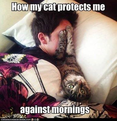 How my cat protects me against mornings