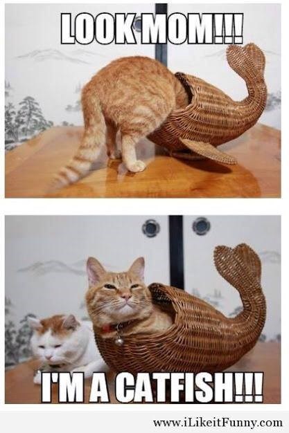 LOOK MOM!!! I'M A CATFISH!!! www.iLikeitFunny.com