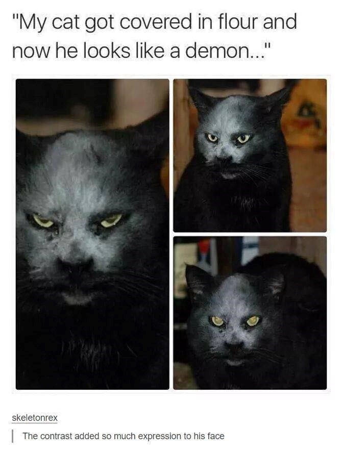 "My cat got covered in flour and now he looks like a demon..." FL skeletonrex The contrast added so much expression to his face