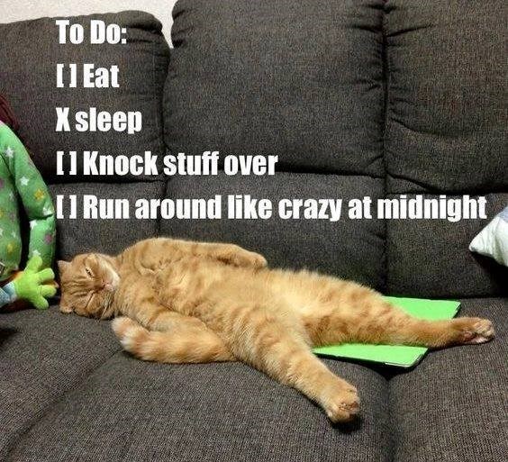 To Do: [] Eat X sleep [] Knock stuff over [1 Run around like crazy at midnight