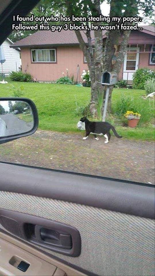 I found out who has been stealing my paper. Followed this guy 3 blocks, he wasn't fazed...