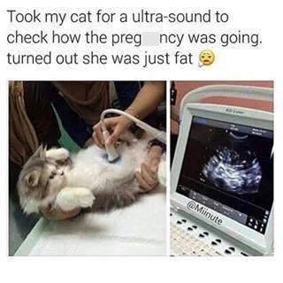 Took my cat for a ultra-sound to check how the preg ncy was going. turned out she was just fat @Miinute