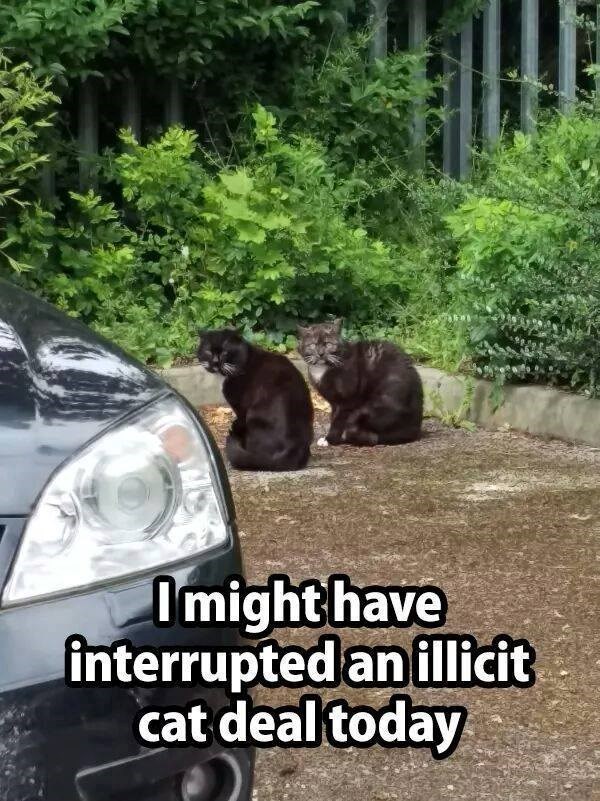 I might have interrupted an illicit cat deal today