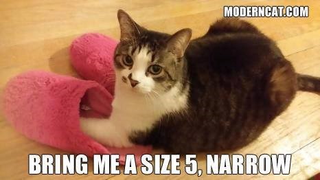 MODERNCAT.COM BRING ME A SIZE 5, NARROW