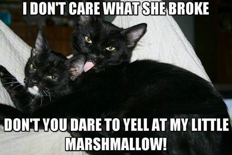 I DON'T CARE WHAT SHE BROKE DON'T YOU DARE TO YELL AT MY LITTLE MARSHMALLOW!