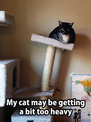 My cat may be getting a bit too heavy