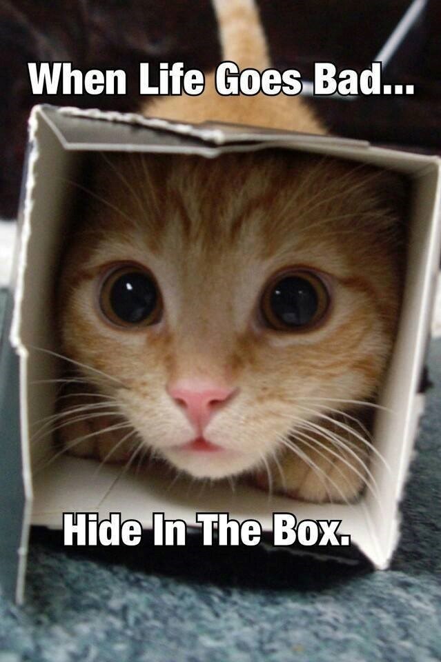 When Life Goes Bad... Hide In The Box.