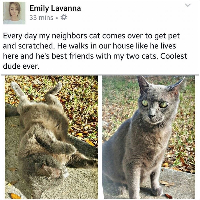 Emily Lavanna 33 mins. Every day my neighbors cat comes over to get pet and scratched. He walks in our house like he lives here and he's best friends with my two cats. Coolest dude ever.