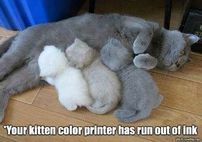 *Your kitten color printer has run out of ink WeKnowMemes