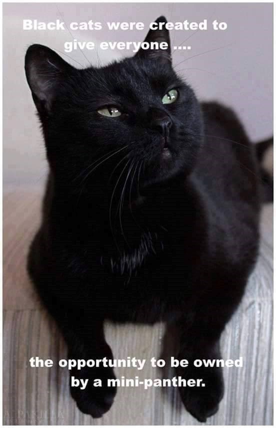 Black cats were created to give everyone.... the opportunity to be owned by a mini-panther.