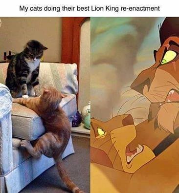 My cats doing their best Lion King re-enactment
