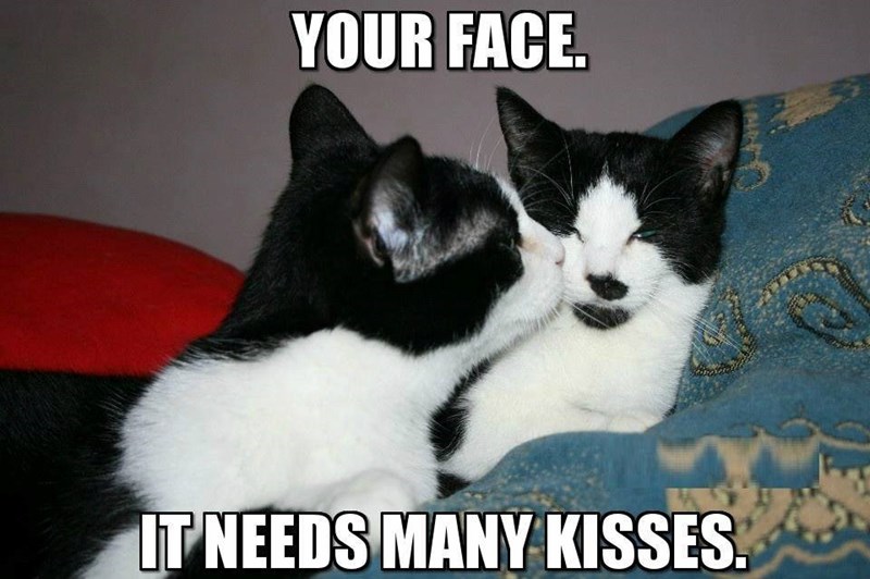 YOUR FACE. IT NEEDS MANY KISSES.