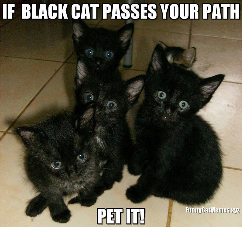 IF BLACK CAT PASSES YOUR PATH PET IT! FunnyCatMemes.xyz