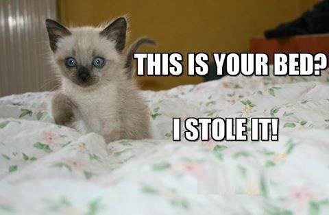 THIS IS YOUR BED? I STOLE IT!