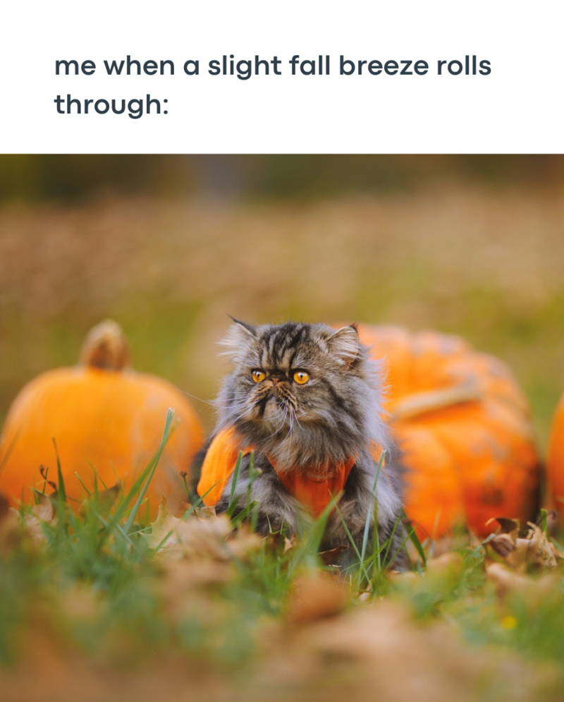 me when a slight fall breeze rolls through: