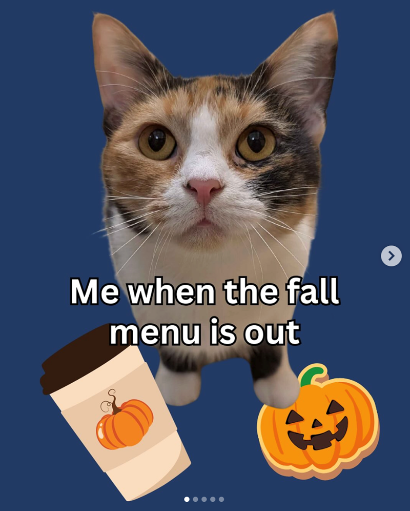 Me when the fall menu is out