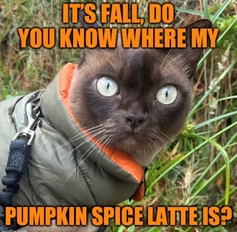 IT'S FALL, DO YOU KNOW WHERE MY PUMPKIN SPICE LATTE IS?