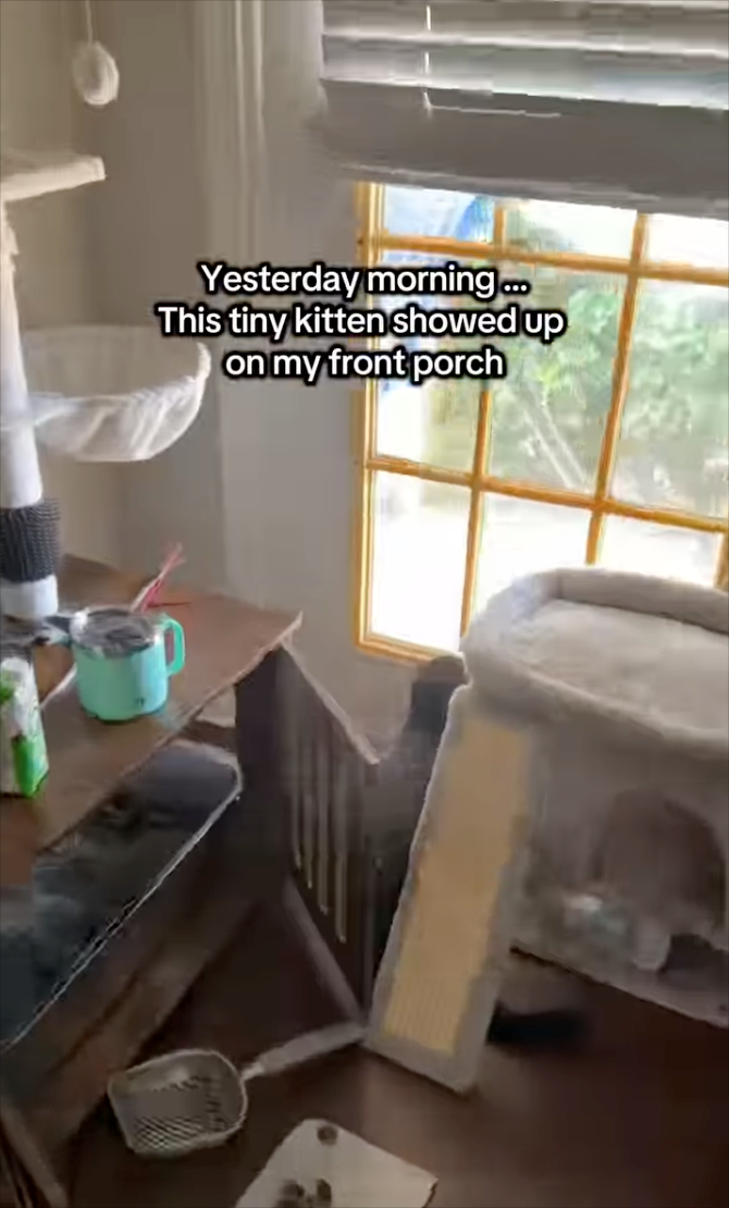 Yesterday morning.... This tiny kitten showed up on my front porch