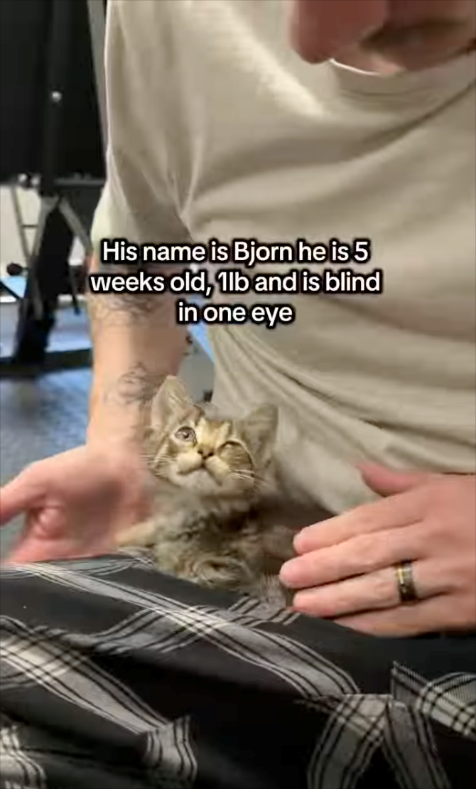 His name is Bjorn he is 5 weeks old, 1lb and is blind in one eye