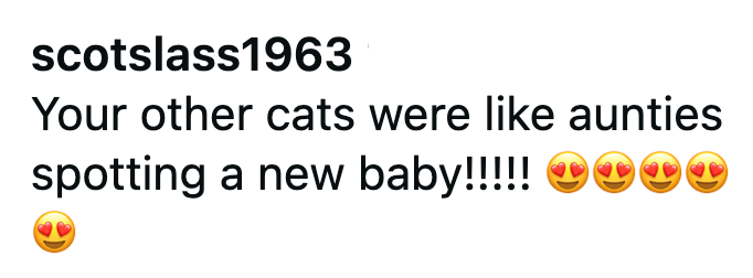 scotslass1963 Your other cats were like aunties spotting a new baby!!!!! TT