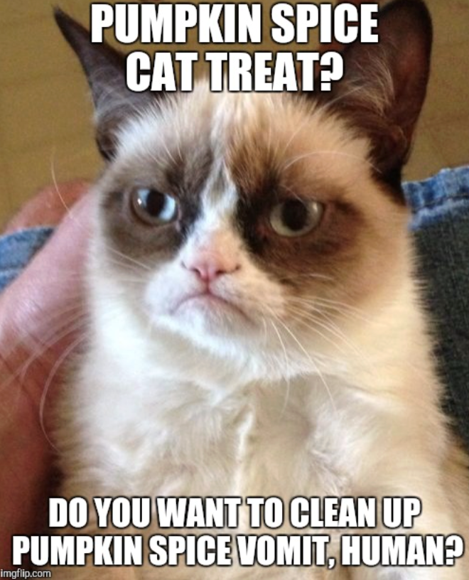 PUMPKIN SPICE CAT TREAT? DO YOU WANT TO CLEAN UP PUMPKIN SPICE VOMIT, HUMAN? imgflip.com