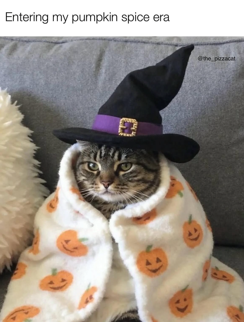 Entering my pumpkin spice era @the_pizzacat Y)