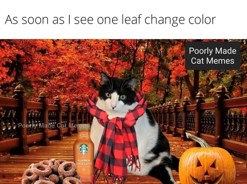 As soon as I see one leaf change color Poorly Made Cat Memes Poorly Made Cat Memes PUMPKIN SPICE LATTE
