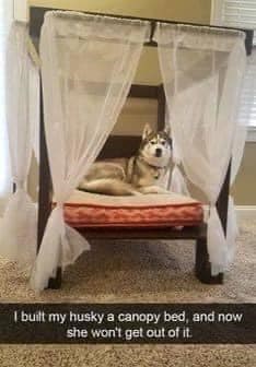 I built my husky a canopy bed, and now she won't get out of it.