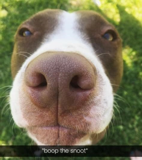 *boop the snoot*
