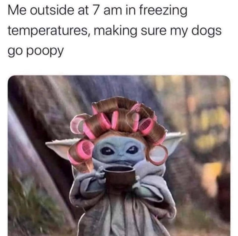 Me outside at 7 am in freezing temperatures, making sure my dogs go poopy