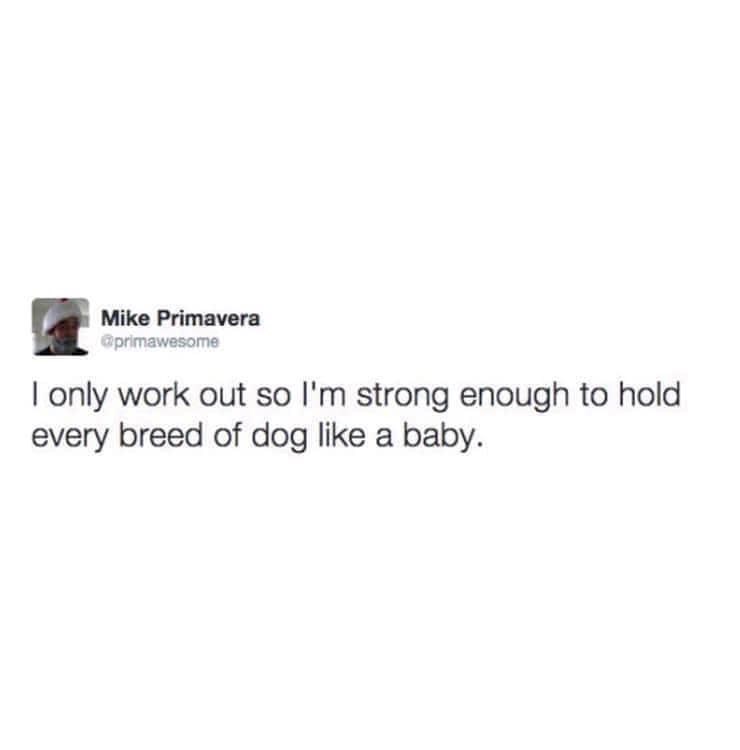 Mike Primavera @primawesome I only work out so I'm strong enough to hold every breed of dog like a baby.