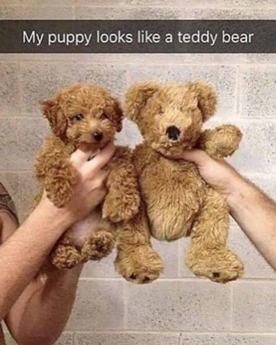 My puppy looks like a teddy bear