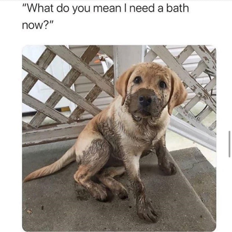 "What do you mean I need a bath now?"