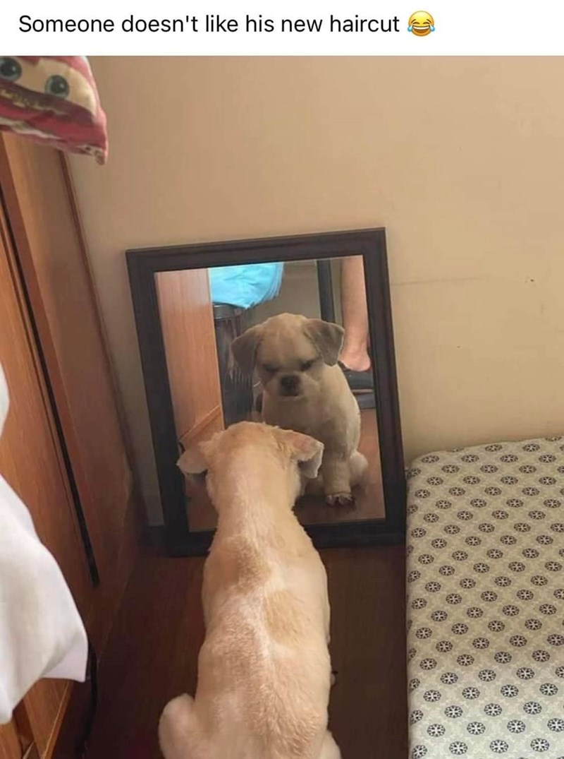 Someone doesn't like his new haircut