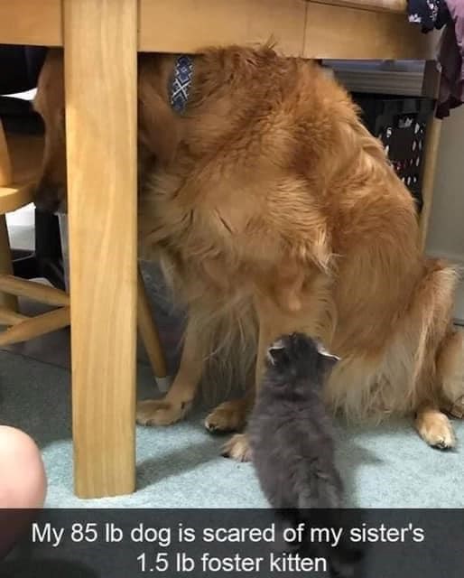 My 85 lb dog is scared of my sister's 1.5 lb foster kitten
