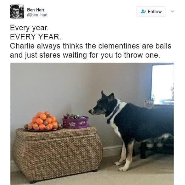 Ben Hart @ben_hart Every year. EVERY YEAR. Follow Charlie always thinks the clementines are balls and just stares waiting for you to throw one. SAY