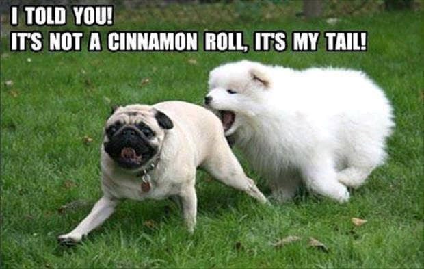 I TOLD YOU! IT'S NOT A CINNAMON ROLL, IT'S MY TAIL!