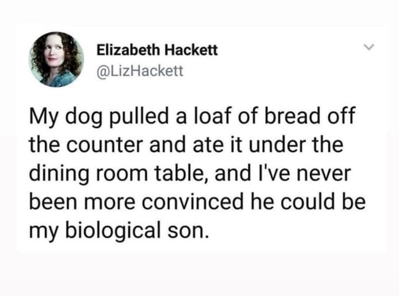 Elizabeth Hackett @LizHackett My dog pulled a loaf of bread off the counter and ate it under the dining room table, and I've never been more convinced he could be my biological son.