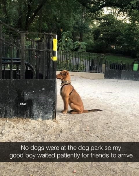EAST No dogs were at the dog park so my good boy waited patiently for friends to arrive