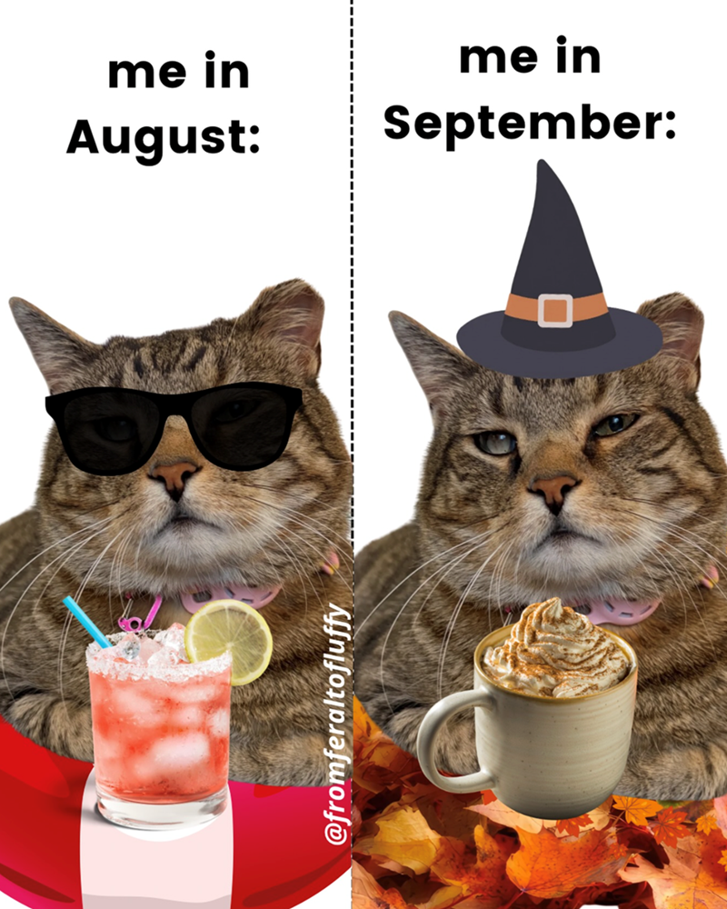 me in August: @fromferaltofluffy me in September: