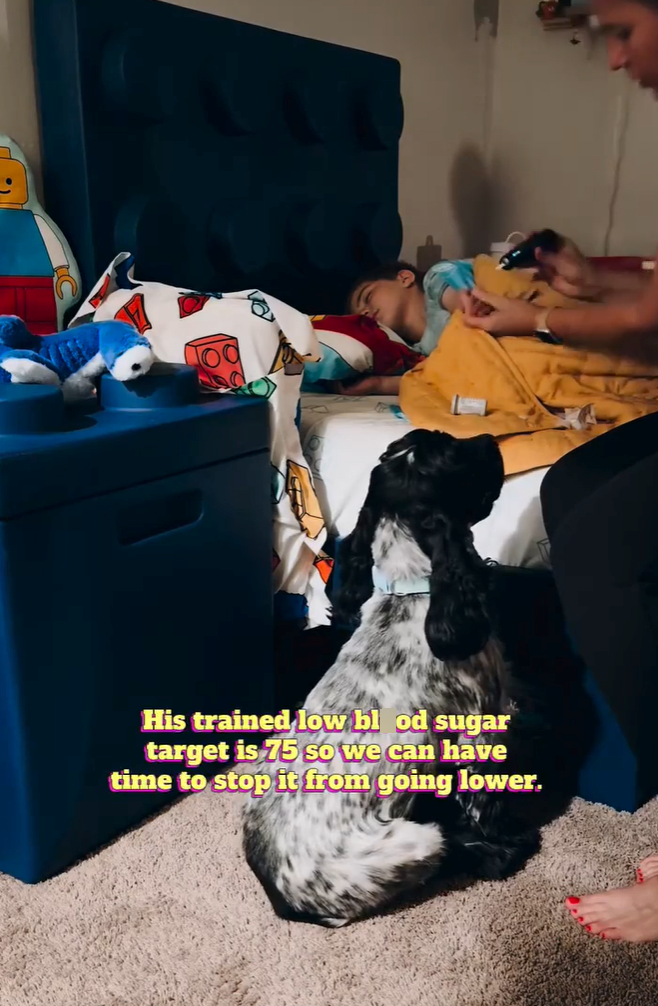 His trained low blood sugar target is 75 so we can have time to stop it from going lower. L