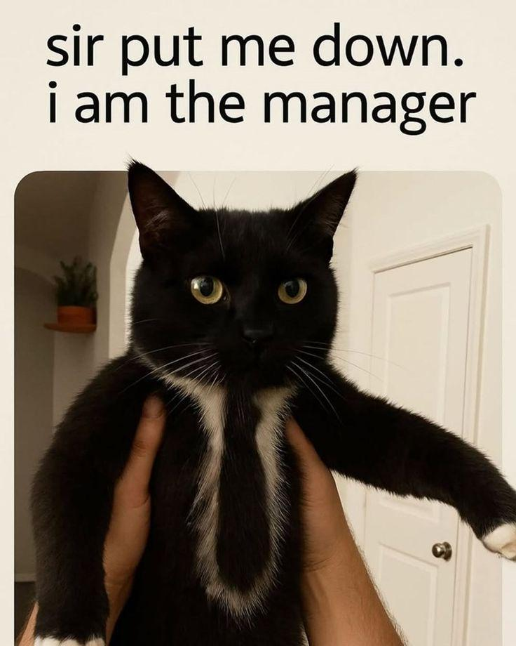 sir put me down. i am the manager