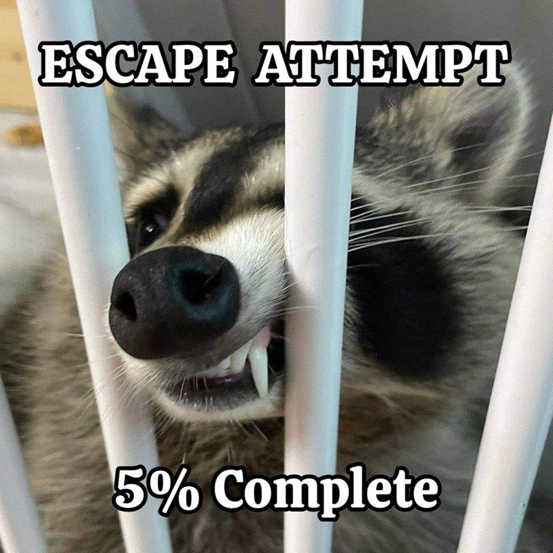 ESCAPE ATTEMPT 5% Complete raccoon