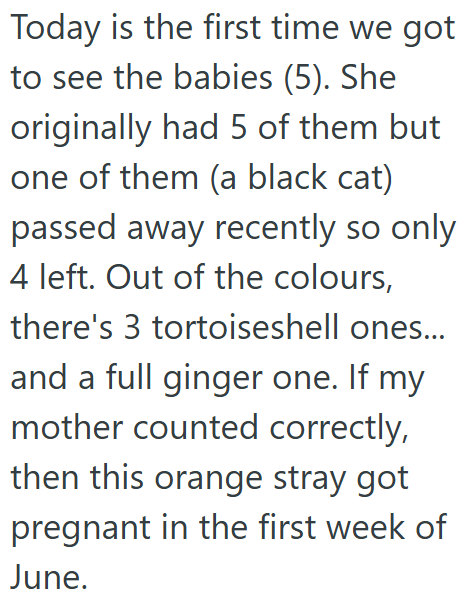 Today is the first time we got to see the babies (5). She originally had 5 of them but one of them (a black cat) passed away recently so only 4 left. Out of the colours, there's 3 tortoiseshell ones... and a full ginger one. If my mother counted correctly, then this orange stray got pregnant in the first week of June.
