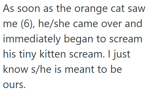 As soon as the orange cat saw me (6), he/she came over and immediately began to scream his tiny kitten scream. I just know s/he is meant to be ours.