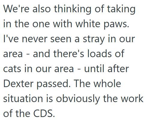 We're also thinking of taking in the one with white paws. I've never seen a stray in our area - and there's loads of cats in our area - until after Dexter passed. The whole situation is obviously the work of the CDS.