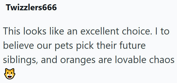 Twizzlers666 This looks like an excellent choice. I to believe our pets pick their future siblings, and oranges are lovable chaos
