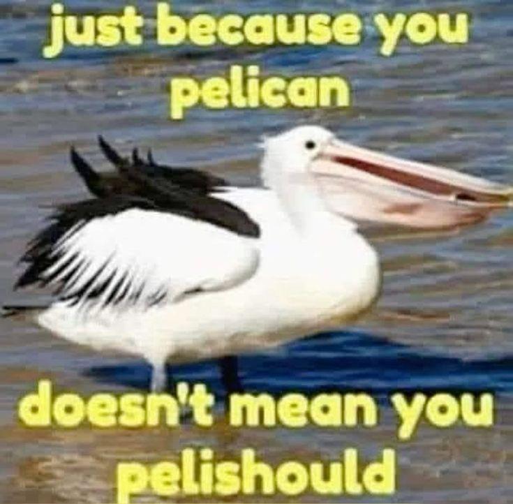 just because you pelican doesn't mean you pelishould